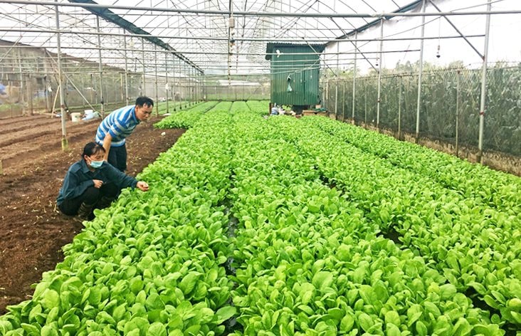 tang-toc-san-xuat-nong-nghiep-cuoi-nam